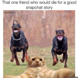 Cat with dogs running towards him, with the caption, That one friend who would die for a good Snapchat story