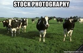 Photo of Cattle with the caption, Stock Photography