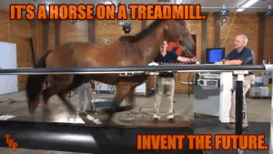 horse on a treadmill