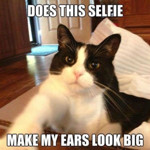 Cat, with the caption, Does this selfie make my ears look big?